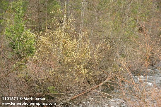 Strapleaf Willow blooming along Eddy Creek
