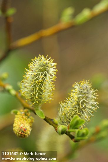 Strapleaf Willow male catkins detail