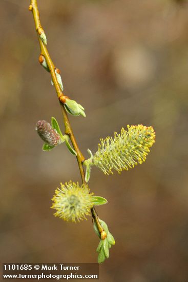 Strapleaf Willow male catkins detail