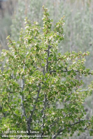 Desert Gooseberry