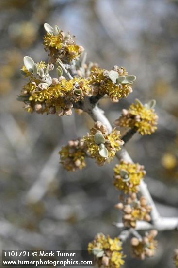 Silver Buffaloberry blossoms & emerging foliage detail
