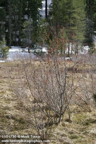 Thinleaf Alder in moist meadow, early spring