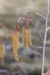 Thinleaf Alder male catkins & female blossoms