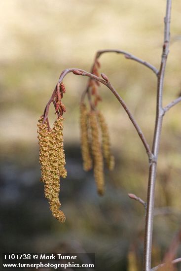 Thinleaf Alder male catkins & female blossoms