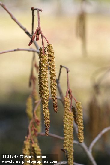 Thinleaf Alder male catkins & female blossoms detail