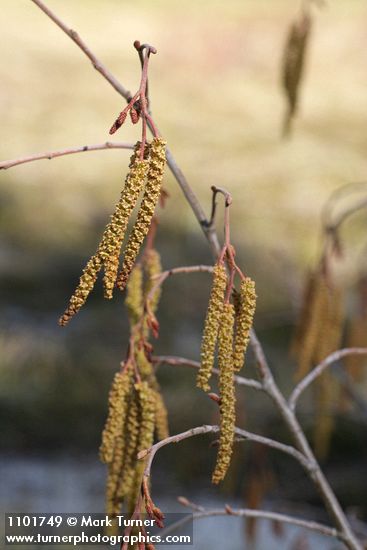 Thinleaf Alder male catkins & female blossoms