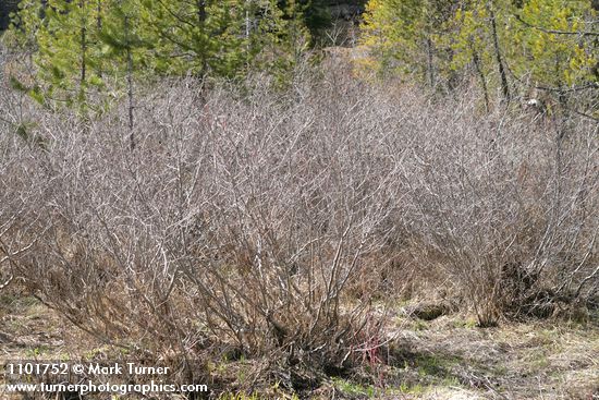 Thinleaf Alder thicket in wet meadow, early spring