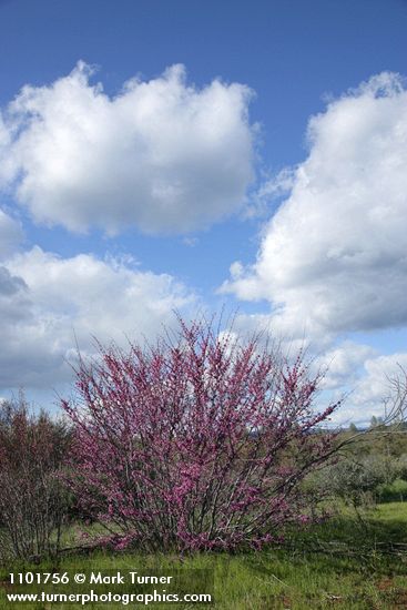California Redbud