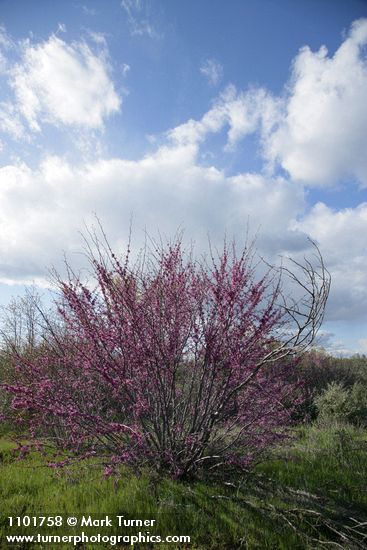 California Redbud