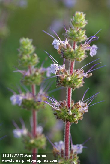 Creeping Sage blossoms