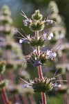 Creeping Sage blossoms
