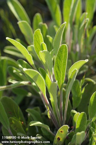 Creeping Sage foliage