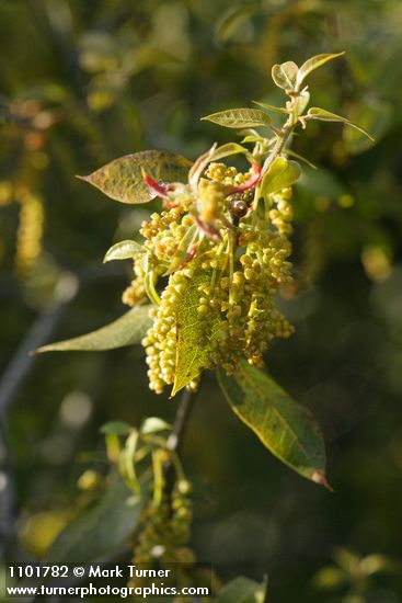Canyon Live Oak new foliage & blossoms