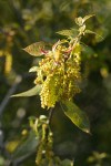 Canyon Live Oak new foliage & blossoms