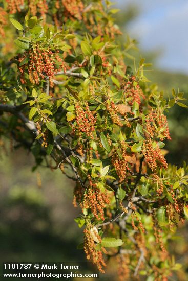 Canyon Live Oak new foliage & blossoms