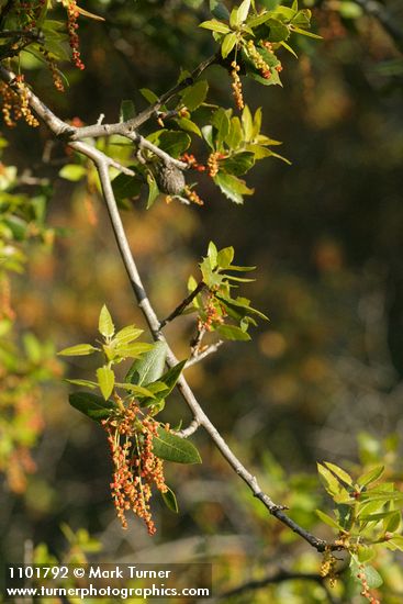 Canyon Live Oak new foliage & blossoms