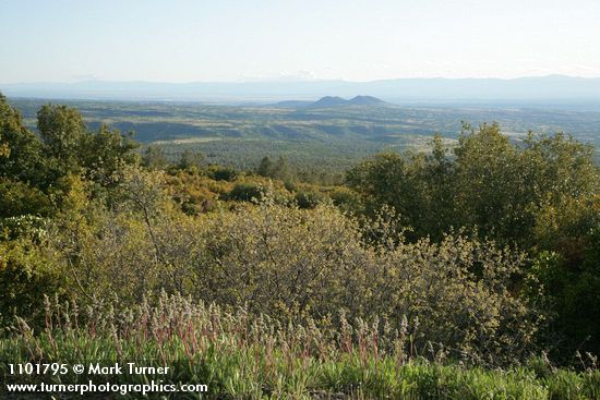 Skunkbush Sumac, Creeping Sage, Canyon Live Oak, Green Manzanita view northwest fr Inskip Hill