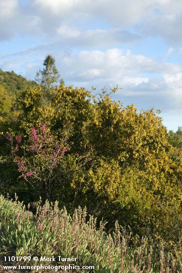 Skunkbush Sumac, Creeping Sage, Canyon Live Oak, California Redbud