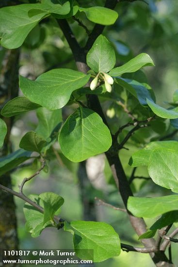 California Snowdrop Bush foliage & buds