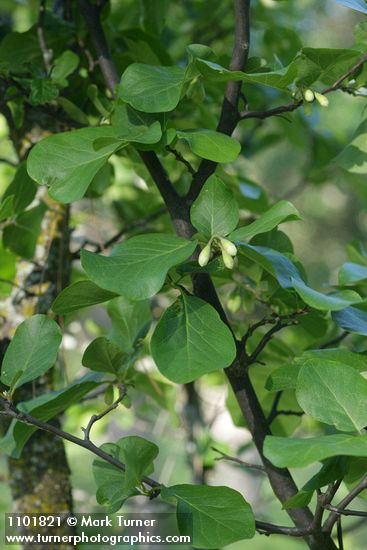 California Snowdrop Bush foliage & buds