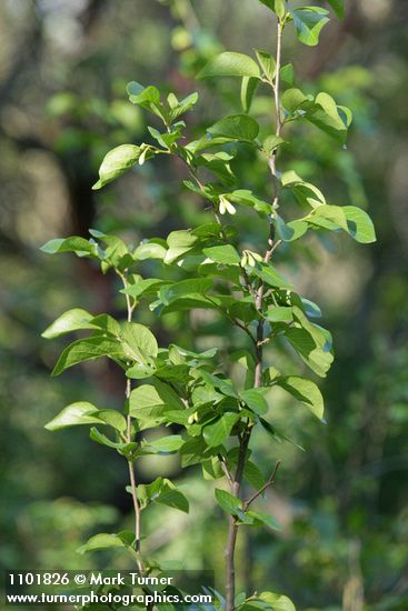 California Snowdrop Bush foliage & buds