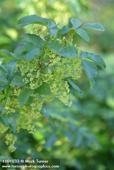 Poison-oak blossoms & foliage