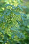 Poison-oak blossoms & foliage