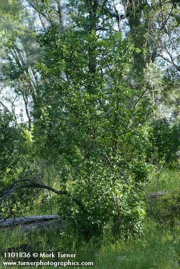 California Snowdrop Bush