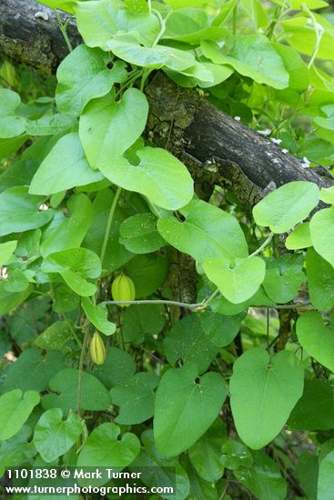 California Dutchman's Pipe foliage & fruit