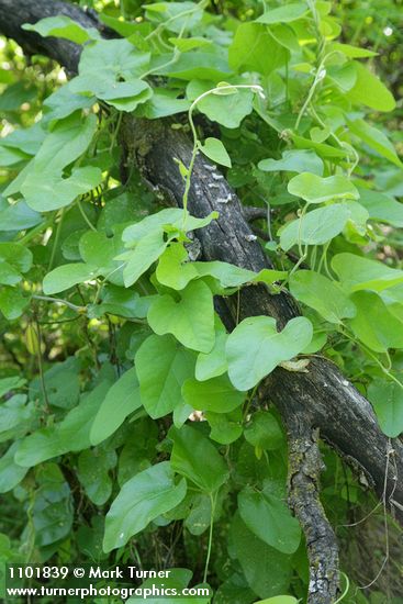 California Dutchman's Pipe foliage & fruit