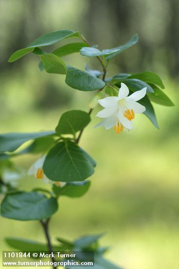 California Snowdrop Bush blossoms & foliage