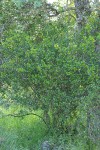 Redberry Buckthorn