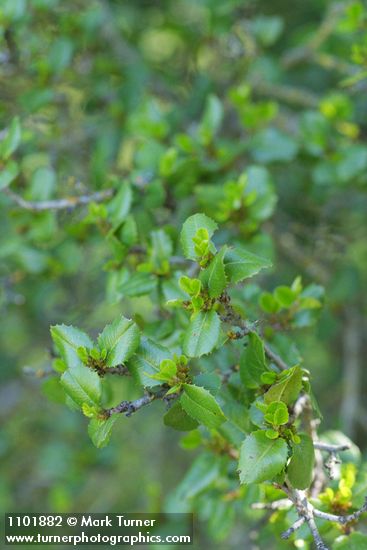 Redberry Buckthorn foliage