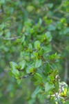 Redberry Buckthorn foliage
