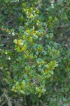 Redberry Buckthorn foliage