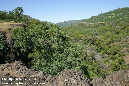 Blue Oak at edge of Big Chico Creek Canyon