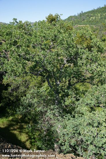 Blue Oak at edge of Big Chico Creek Canyon