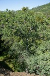 Blue Oak at edge of Big Chico Creek Canyon
