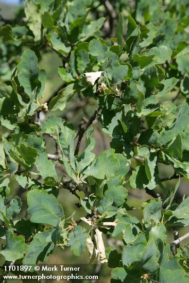 Blue Oak foliage