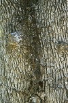 Blue Oak bark