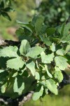 Blue Oak foliage