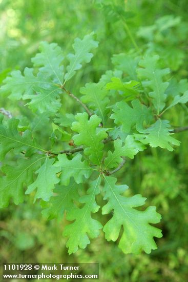 Valley Oak foliage