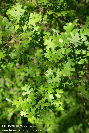 Valley Oak foliage