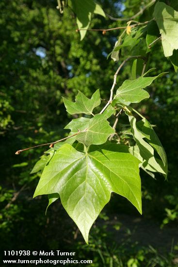 California Sycamore foliage