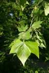 California Sycamore foliage