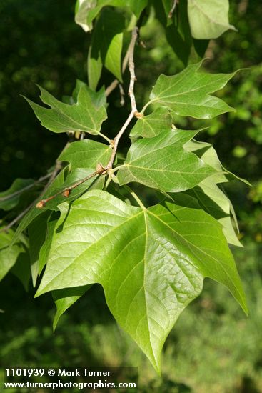 California Sycamore foliage