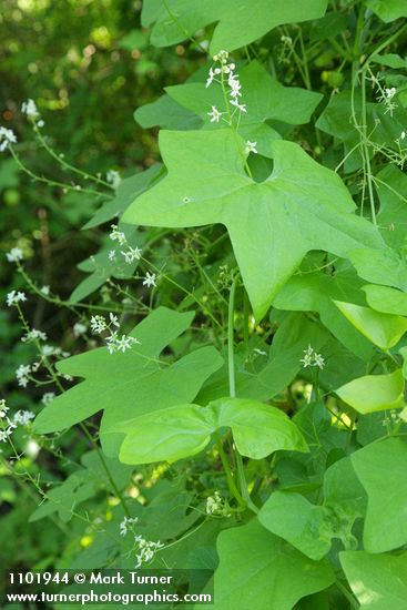 California Manroot blossoms & foliage