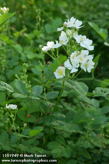 Multiflora Rose blossoms & foliage
