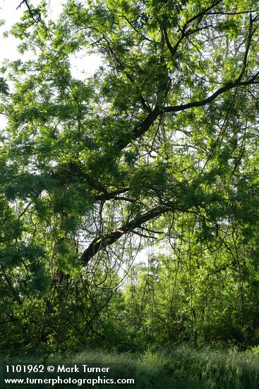 Northern California Black Walnut, backlit