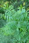 Northern California Black Walnut foliage